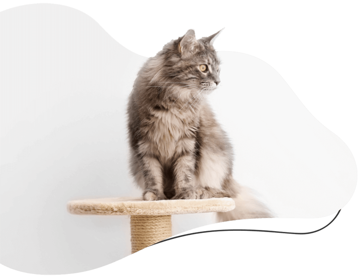 https://skypetshop.com/wp-content/uploads/2019/07/hero_image_02-2.png