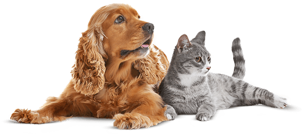 https://skypetshop.com/wp-content/uploads/2019/08/cat_dog-1.png