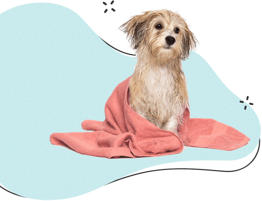 https://skypetshop.com/wp-content/uploads/2019/08/hero_image_12-2.png