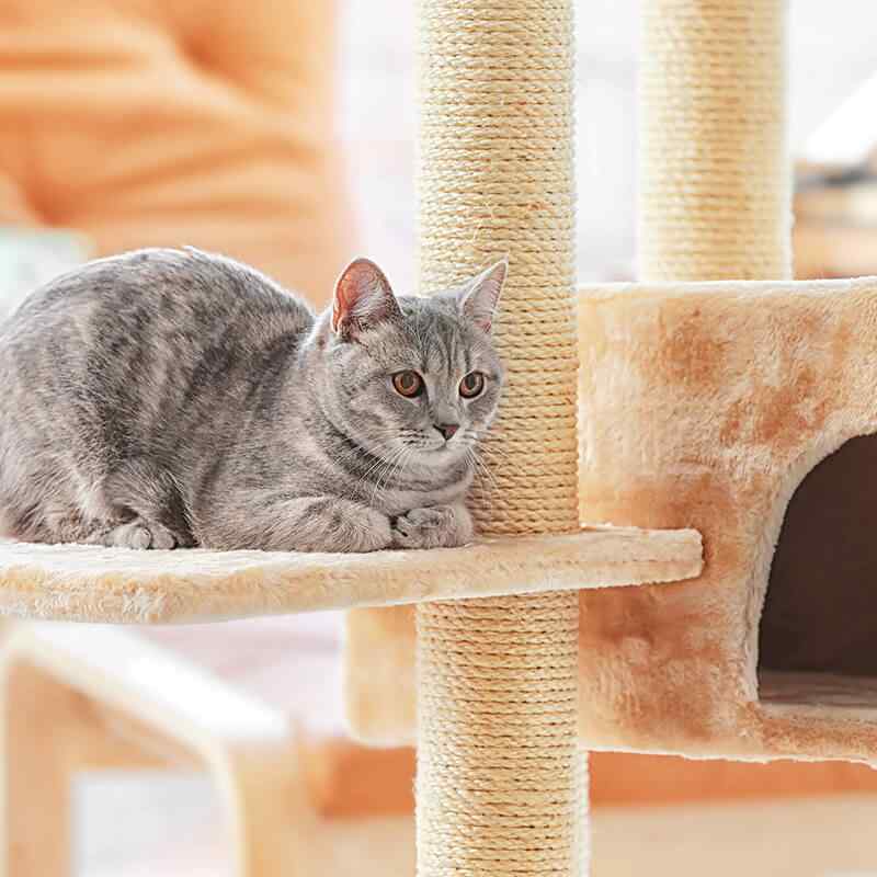 https://skypetshop.com/wp-content/uploads/2019/08/inner_image_01-1.jpg
