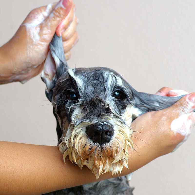 https://skypetshop.com/wp-content/uploads/2019/08/inner_image_02-1.jpg