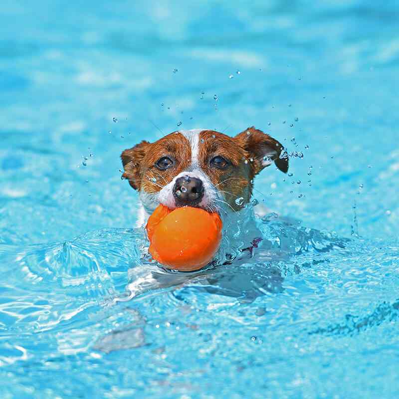 https://skypetshop.com/wp-content/uploads/2019/08/inner_image_03-1.jpg
